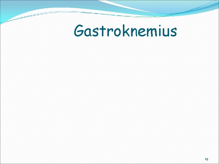 Gastroknemius 13 