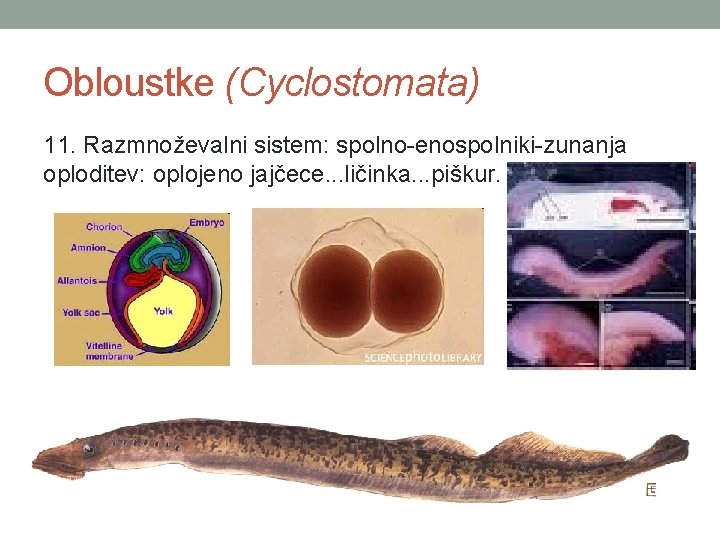 Obloustke (Cyclostomata) 11. Razmnoževalni sistem: spolno-enospolniki-zunanja oploditev: oplojeno jajčece. . . ličinka. . .