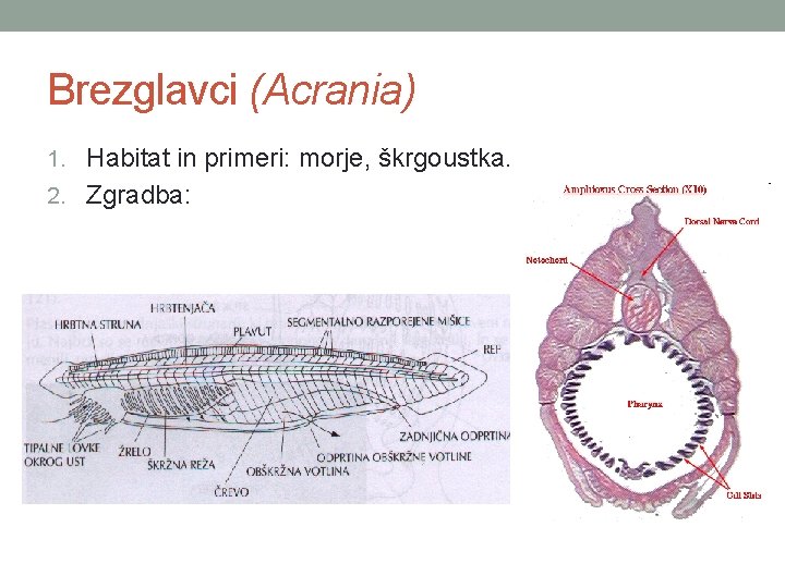 Brezglavci (Acrania) 1. Habitat in primeri: morje, škrgoustka. 2. Zgradba: 