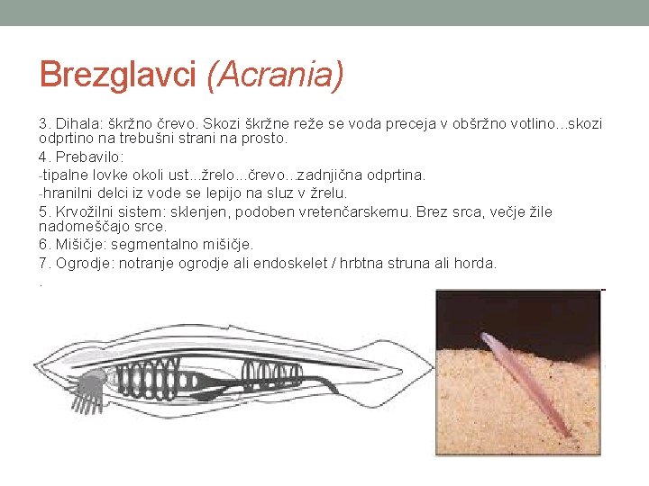 Brezglavci (Acrania) 3. Dihala: škržno črevo. Skozi škržne reže se voda preceja v obšržno