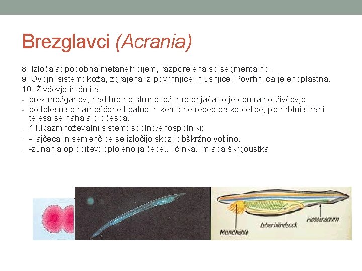 Brezglavci (Acrania) 8. Izločala: podobna metanefridijem, razporejena so segmentalno. 9. Ovojni sistem: koža, zgrajena