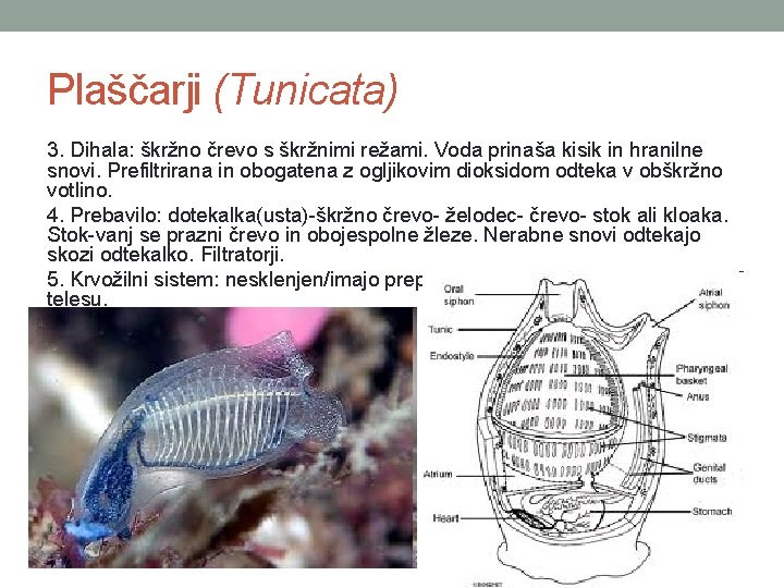 Plaščarji (Tunicata) 3. Dihala: škržno črevo s škržnimi režami. Voda prinaša kisik in hranilne