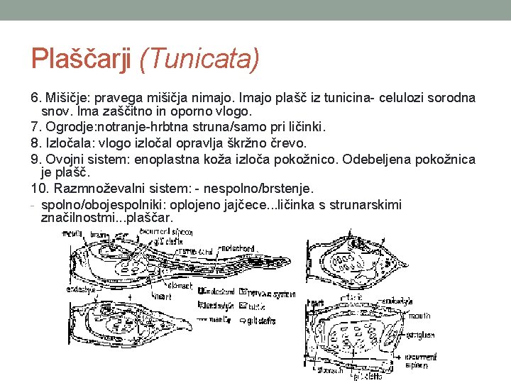 Plaščarji (Tunicata) 6. Mišičje: pravega mišičja nimajo. Imajo plašč iz tunicina- celulozi sorodna snov.