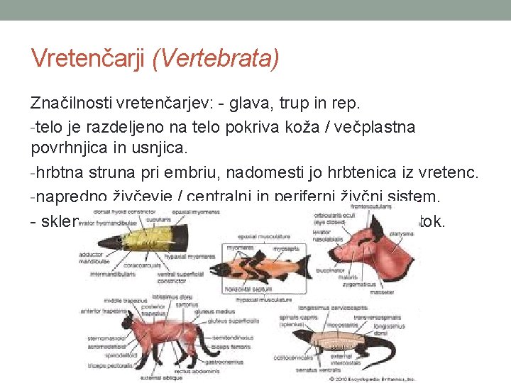 Vretenčarji (Vertebrata) Značilnosti vretenčarjev: - glava, trup in rep. -telo je razdeljeno na telo