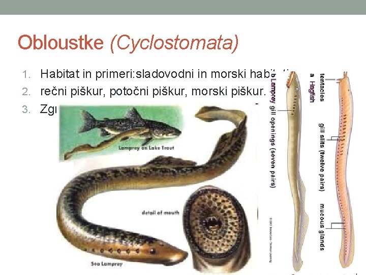 Obloustke (Cyclostomata) 1. Habitat in primeri: sladovodni in morski habitati, 2. rečni piškur, potočni
