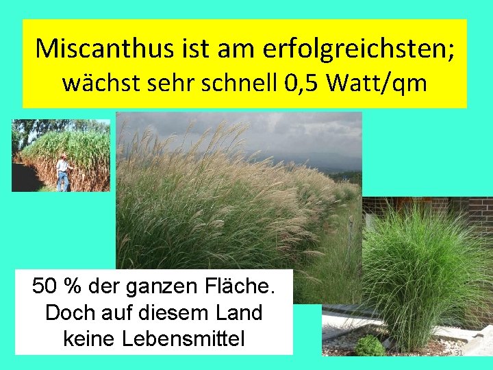 Miscanthus ist am erfolgreichsten; wächst sehr schnell 0, 5 Watt/qm 50 % der ganzen