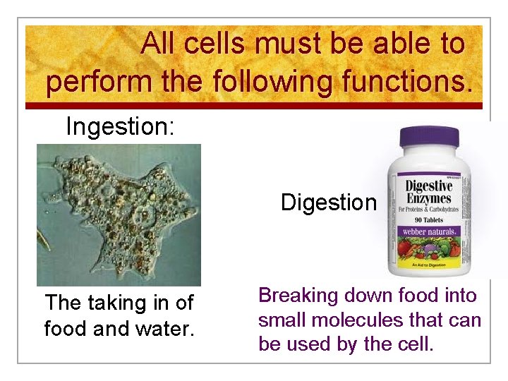 All cells must be able to perform the following functions. Ingestion: Digestion The taking