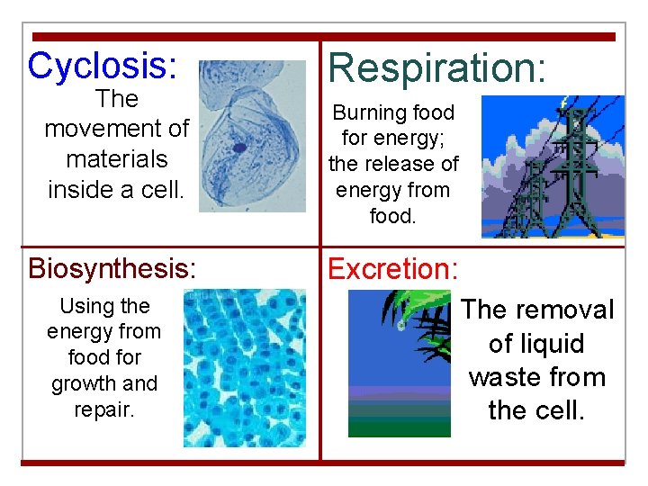 Cyclosis: The movement of materials inside a cell. Biosynthesis: Using the energy from food