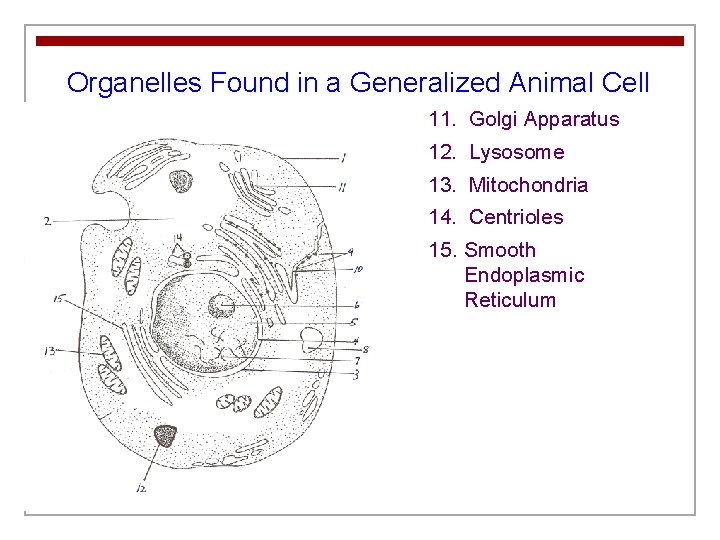 Organelles Found in a Generalized Animal Cell 11. Golgi Apparatus 12. Lysosome 13. Mitochondria