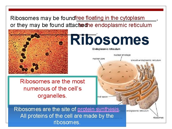 floating in the cytoplasm Ribosomes may be foundfree _____________, or they may be found