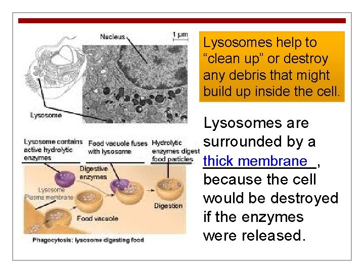 Lysosomes help to “clean up” or destroy any debris that might build up inside