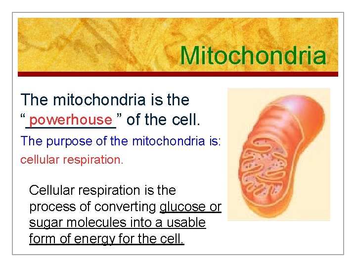 Mitochondria The mitochondria is the powerhouse of the cell. “_____” The purpose of the