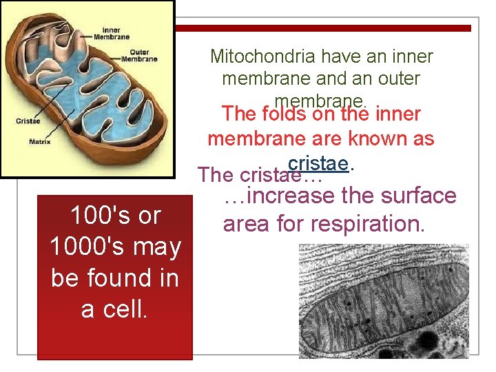 Mitochondria have an inner membrane and an outer membrane. The folds on the inner