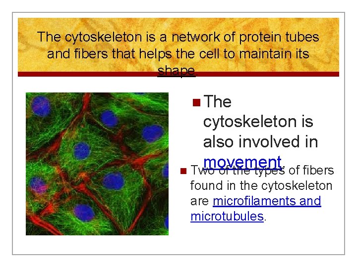 The cytoskeleton is a network of protein tubes and fibers that helps the cell