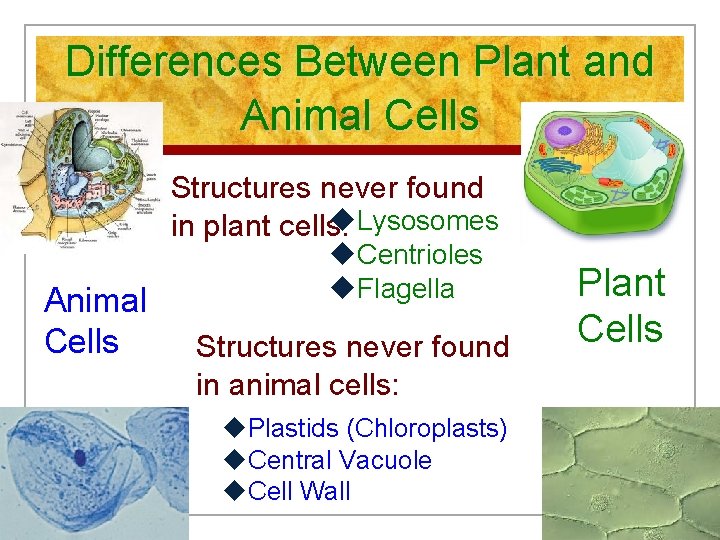 Differences Between Plant and Animal Cells Structures never found u. Lysosomes in plant cells: