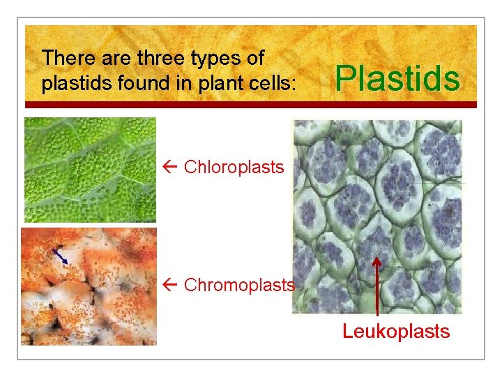 There are three types of plastids found in plant cells: Plastids Chloroplasts Chromoplasts Leukoplasts