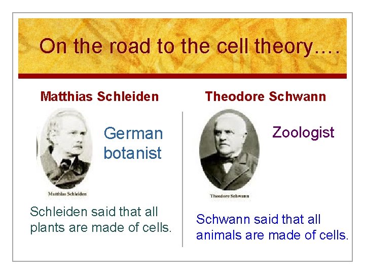 On the road to the cell theory…. Matthias Schleiden German botanist Schleiden said that