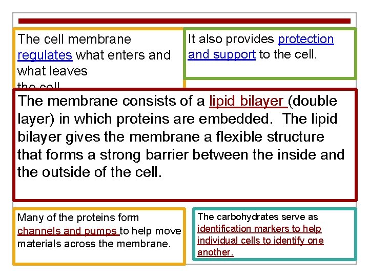 The cell membrane regulates what enters and what leaves the cell. It also provides