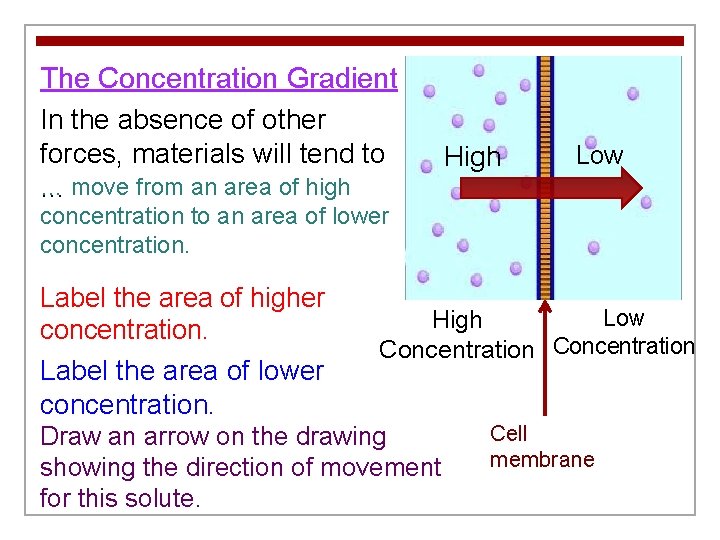 The Concentration Gradient In the absence of other forces, materials will tend to …