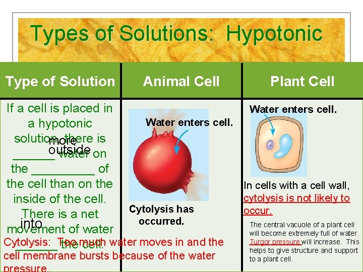 Types of Solutions: Hypotonic Type of Solution Animal Cell Plant Cell If a cell