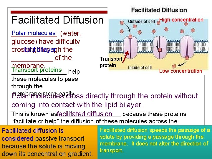 Facilitated Diffusion High concentration Polar molecules (water, ______ glucose) have difficulty lipid bilayer crossing