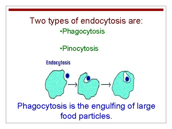 Two types of endocytosis are: • Phagocytosis • Pinocytosis Phagocytosis is the engulfing of