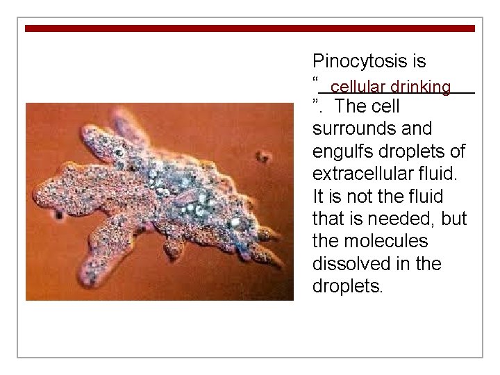 Pinocytosis is “________ cellular drinking ”. The cell surrounds and engulfs droplets of extracellular