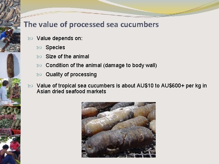 The value of processed sea cucumbers Value depends on: Species Size of the animal