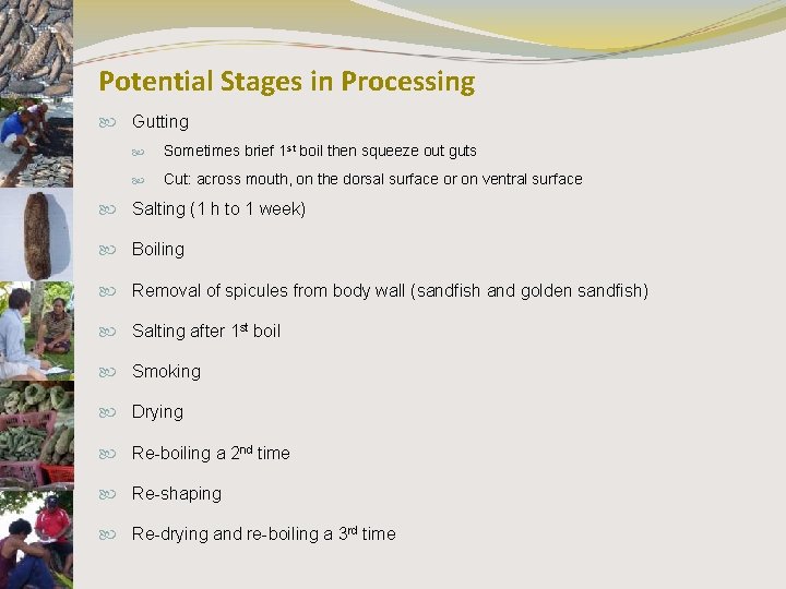 Potential Stages in Processing Gutting Sometimes brief 1 st boil then squeeze out guts