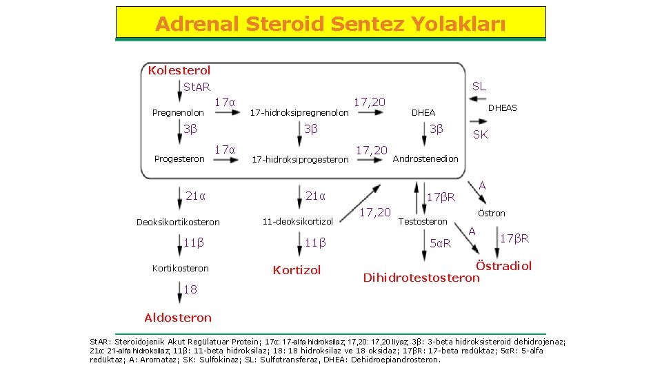 Adrenal Steroid Sentez Yolakları Kolesterol St. AR Pregnenolon SL 17α 3β Progesteron 17α Deoksikortikosteron