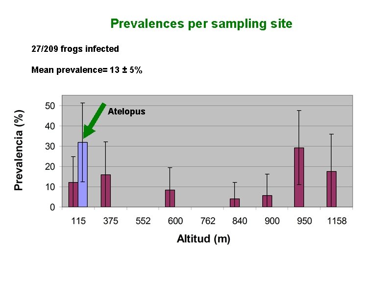Prevalences per sampling site 27/209 frogs infected Mean prevalence= 13 ± 5% Atelopus 