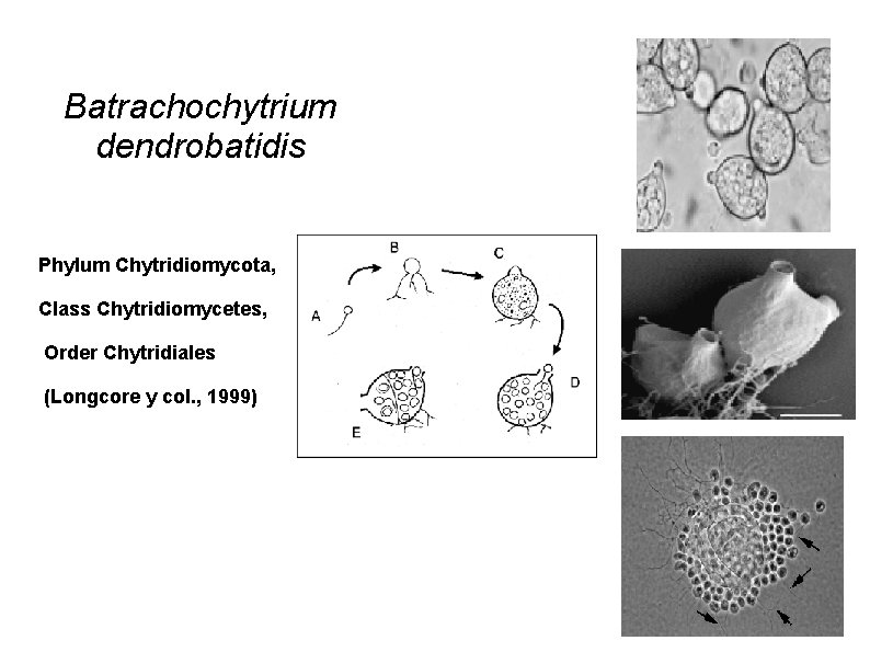 Batrachochytrium dendrobatidis Phylum Chytridiomycota, Class Chytridiomycetes, Order Chytridiales (Longcore y col. , 1999) 