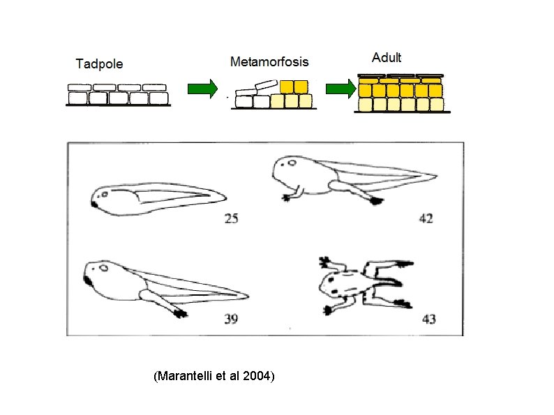 (Marantelli et al 2004) 