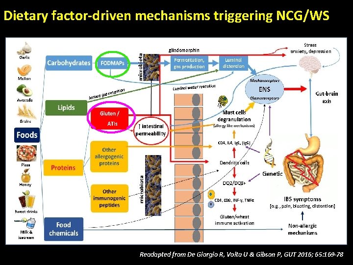 Dietary factor-driven mechanisms triggering NCG/WS ATIs Readapted from De Giorgio R, Volta U &