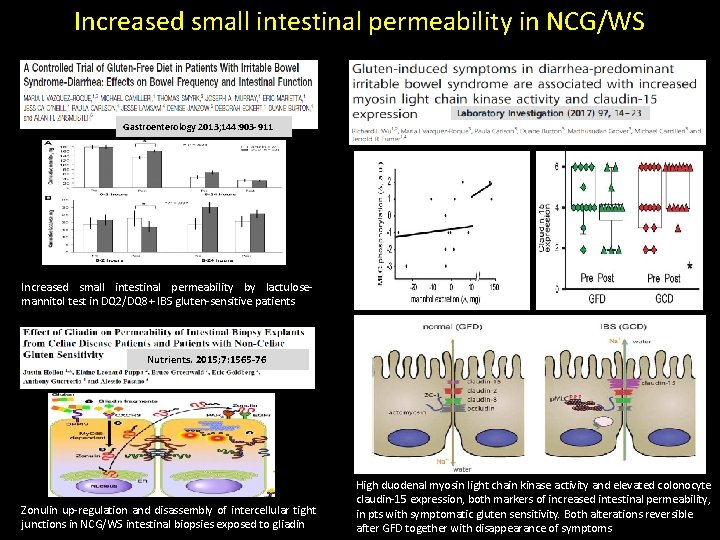 Increased small intestinal permeability in NCG/WS Gastroenterology 2013; 144: 903 -911 Increased small intestinal