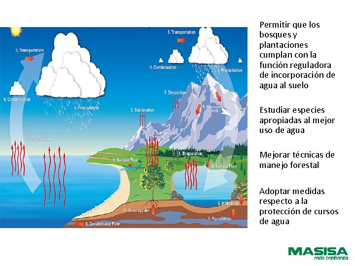 Permitir que los bosques y plantaciones cumplan con la función reguladora de incorporación de