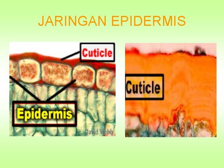 JARINGAN EPIDERMIS 