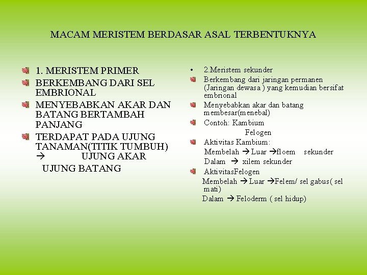 MACAM MERISTEM BERDASAR ASAL TERBENTUKNYA 1. MERISTEM PRIMER BERKEMBANG DARI SEL EMBRIONAL MENYEBABKAN AKAR