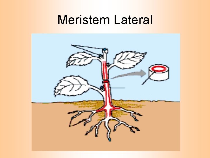 Meristem Lateral 