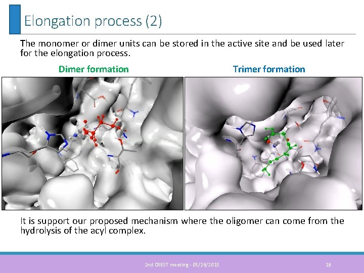 Elongation process (2) The monomer or dimer units can be stored in the active