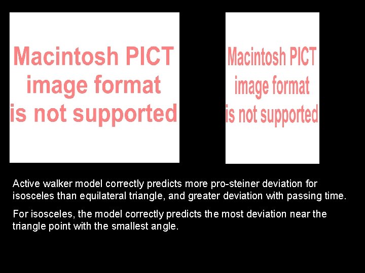 Active walker model correctly predicts more pro-steiner deviation for isosceles than equilateral triangle, and