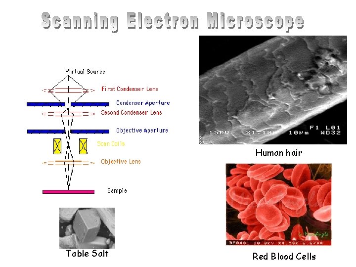 Human hair Table Salt Red Blood Cells 