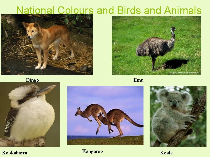 National Colours and Birds and Animals Dingo Kookaburra Emu Kangaroo Koala 