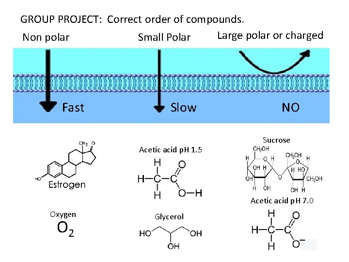 GROUP PROJECT: Correct order of compounds. Large polar or charged Non polar Small Polar