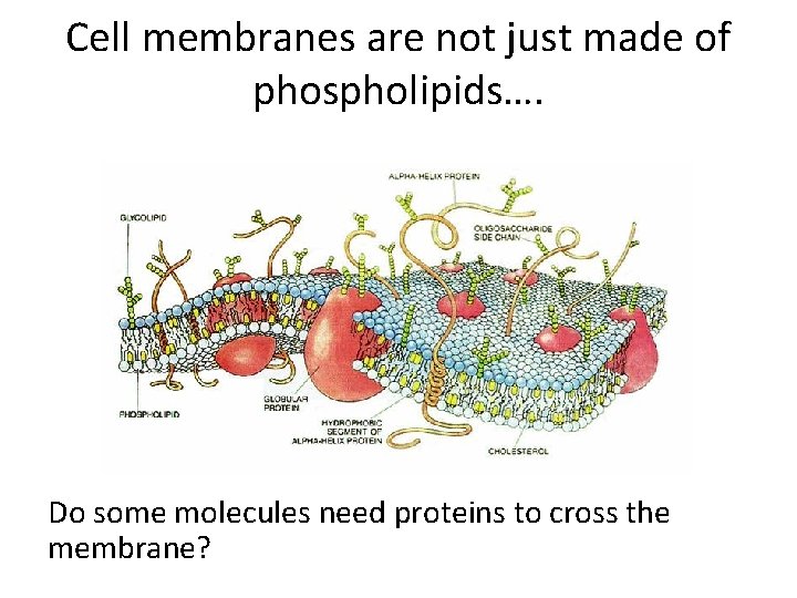 Cell membranes are not just made of phospholipids…. Do some molecules need proteins to