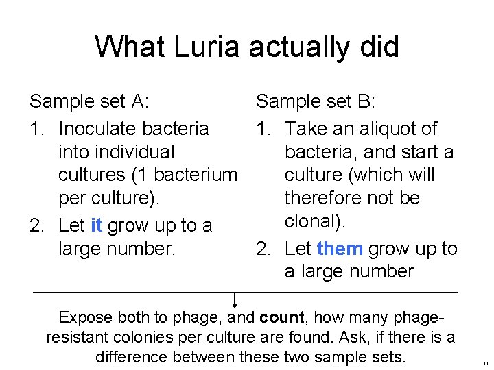 What Luria actually did Sample set A: Sample set B: 1. Inoculate bacteria 1.