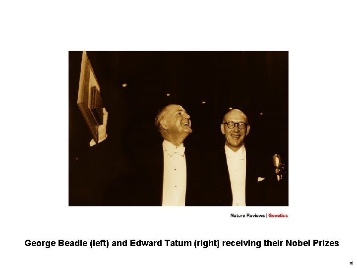 George Beadle (left) and Edward Tatum (right) receiving their Nobel Prizes 16 