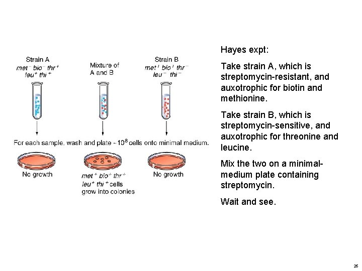 Hayes expt: Take strain A, which is streptomycin-resistant, and auxotrophic for biotin and methionine.