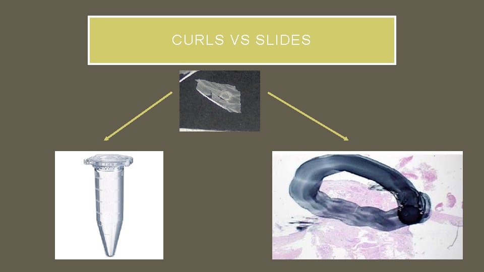 CURLS VS SLIDES 