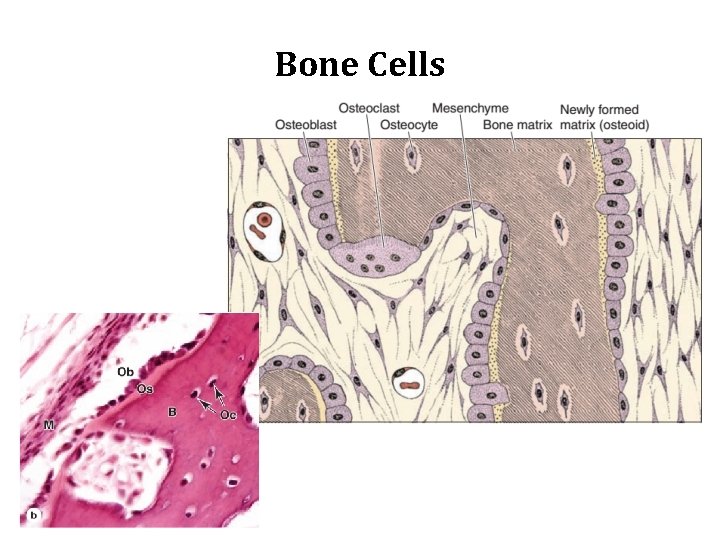 Bone Cells 